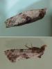 Cochylis molliculana